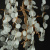 Бра Loft IT Fairytree 10066W GB Бра Loft IT Fairytree 10066W GB
