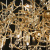 Подвесная люстра Loft IT Bijout 10067/1250 GD Подвесная люстра Loft IT Bijout 10067/1250 GD